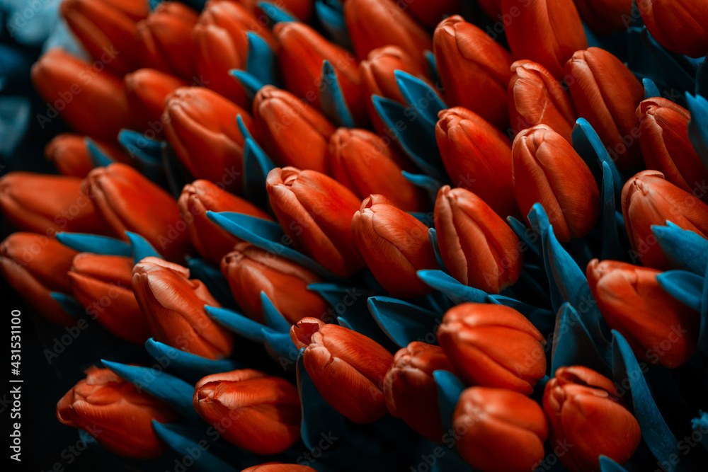Fototapeta premium Beautiful tulips closeup. Abstract background. Cyan color style. Flower background, garden flowers.