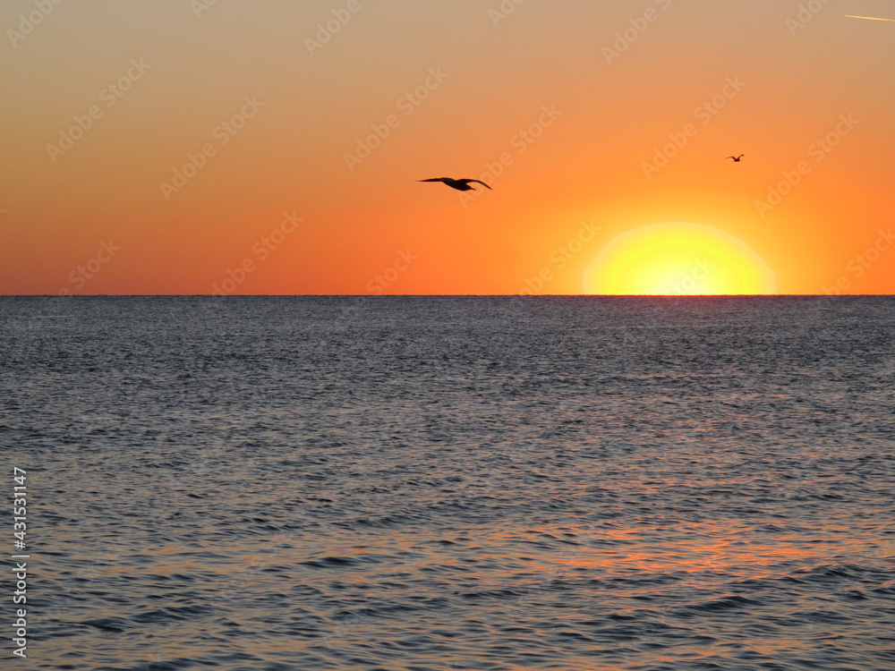 Silhouettes of flying seagulls against the background of an orange sky, sunset at the sea
