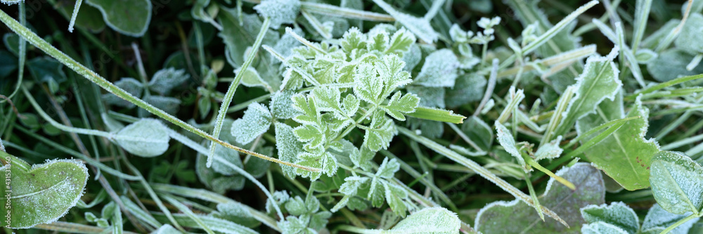 green grass with morning hoarfrost in garden, frozen grass with frost on meadow at sunrise. textured pattern of natural background. top view. banner green grass with morning hoarfrost in garden, frozen grass with frost on meadow at sunrise. textured pattern of natural background. top view. banner