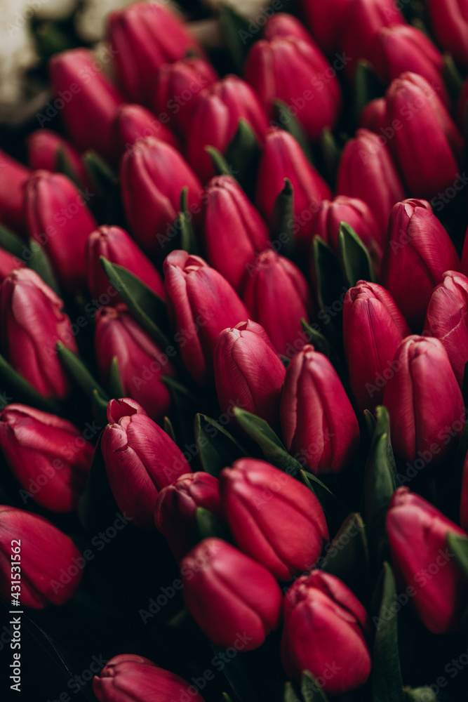 Obraz premium Red tulips close-up. Abstract background. Flower background, garden flowers. Valentine’s card. 8 March flowers card