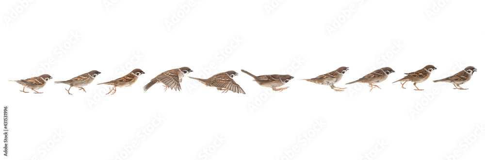 Fototapeta premium sparrow in jump phases isolated on white background
