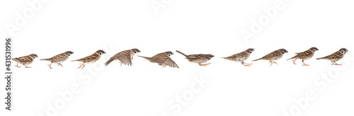 sparrow in jump phases isolated on white background