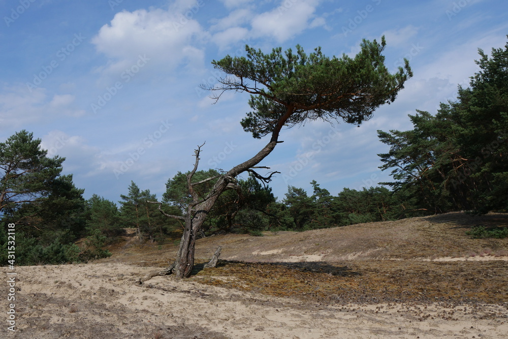 Windflüchter Kiefer Stixer Wanderdüne Naturschutzgebiet Elbtalaue Windflüchter Kiefer Stixer Wanderdüne Naturschutzgebiet Elbtalaue