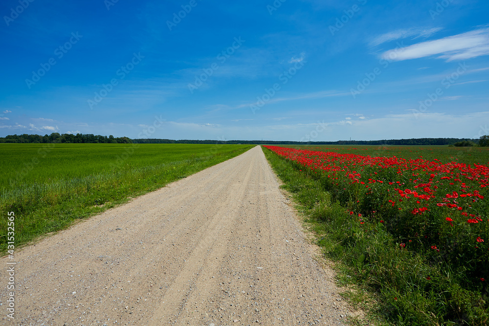 Country road through poppy field. Travel photography. Nature in summer. Lithuania, Europe