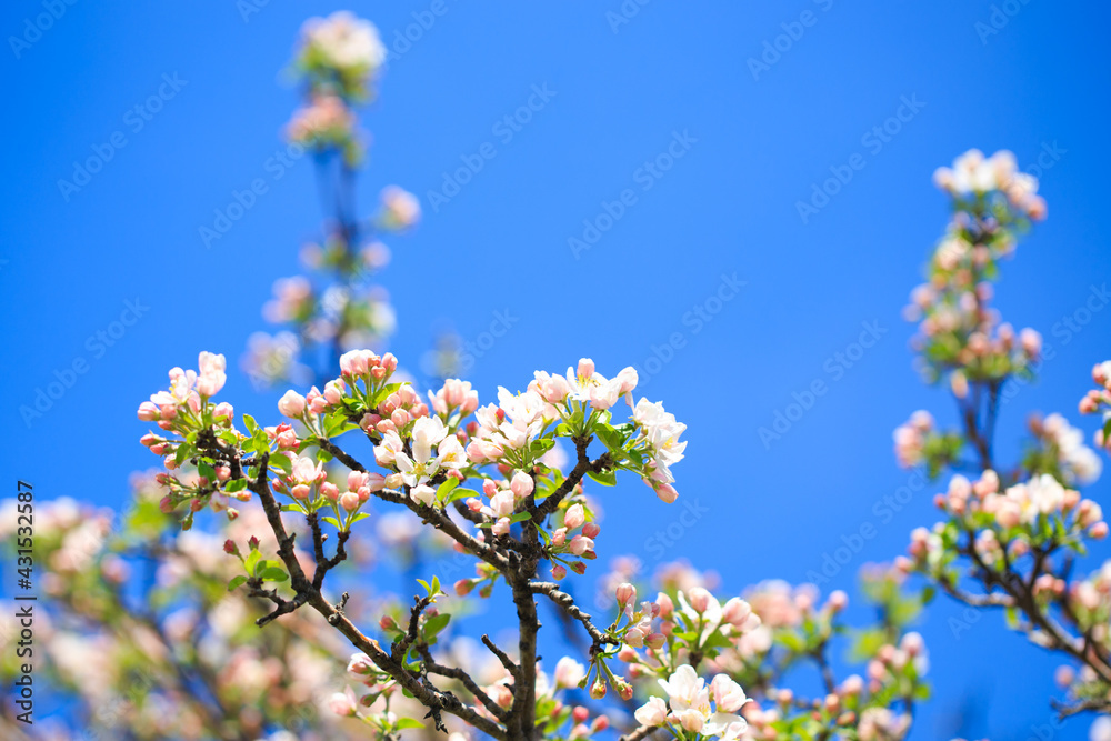 Apple blossoms over blurred nature background. Spring flowers. Spring Background. Apple blossoms over blurred nature background. Spring flowers. Spring Background.