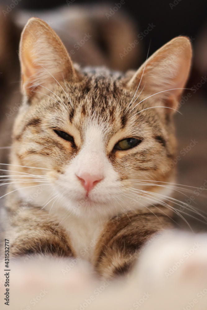 portrait of a cat stretching after sleep