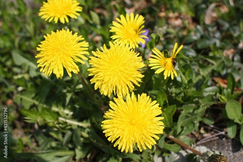 dandelions in the grass