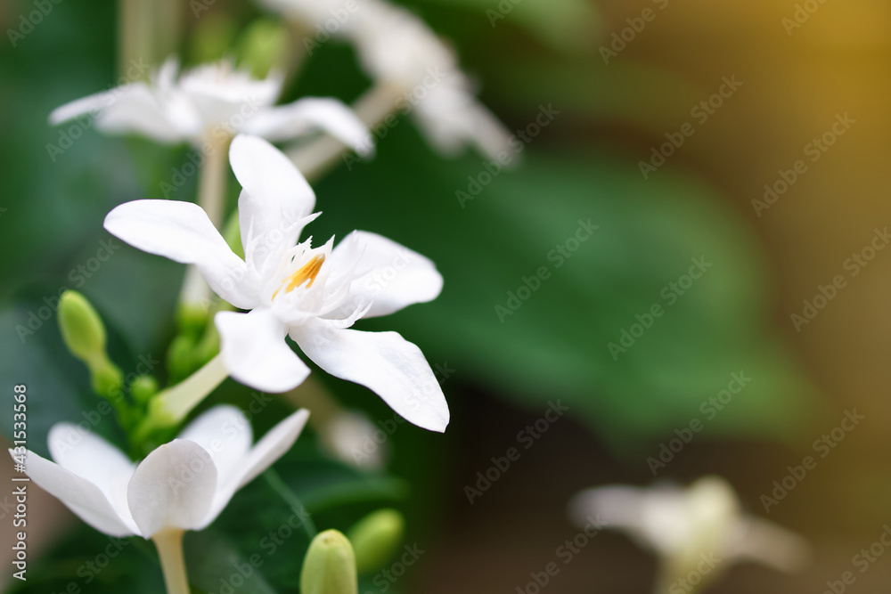 Jasmine or Idda flower on blurred background with morning sunlight and copy space, Flowering ornamental plant, Arctic Snow, Milky Way, Snowflake, Winter Cherry Tree or (Wrightia antidysenterica R.Br.)