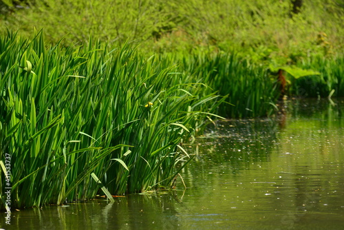 Lake plants, Jersey, U.K. Reeds and Iris in Spring. © alagz