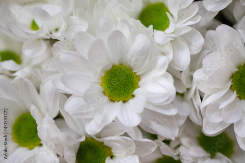 Beautiful white chrysanthemum bouquet closeup. Abstract background. Flower background  garden flowers.