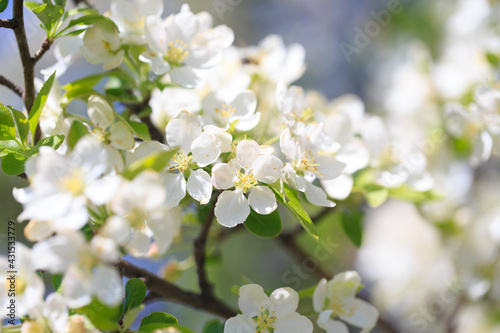 Apple blossoms over blurred nature background. Spring flowers. Spring Background.