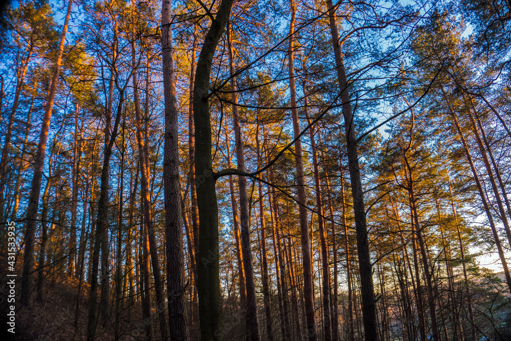 pine trees at sunset light pine trees at sunset light