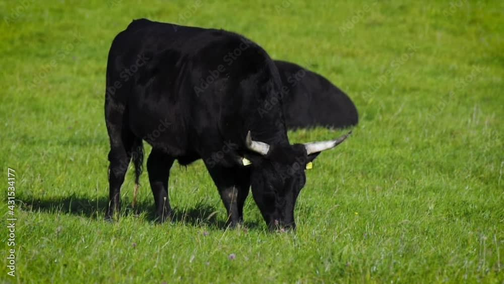 Black angus cow group at morning feeding in lush green gras at the Bavarian Alps on a sunny day Black angus cow group at morning feeding in lush green gras at the Bavarian Alps on a sunny day