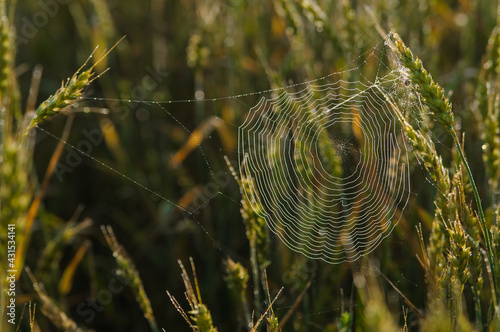 Meadow in the dew at dawn closeup spider web