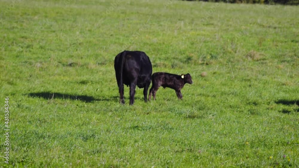 Black wagyu cow group is relaxing after morning feeding in lush green gras at the Bavarian Alps on a sunny day Black wagyu cow group is relaxing after morning feeding in lush green gras at the Bavarian Alps on a sunny day