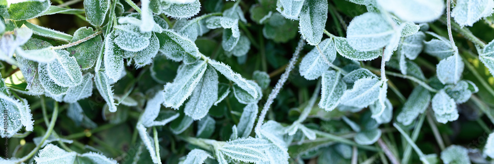 green grass with morning hoarfrost and sunlight in garden, frozen grass with frost on meadow at sunrise. textured pattern of natural background. top view. banner green grass with morning hoarfrost and sunlight in garden, frozen grass with frost on meadow at sunrise. textured pattern of natural background. top view. banner