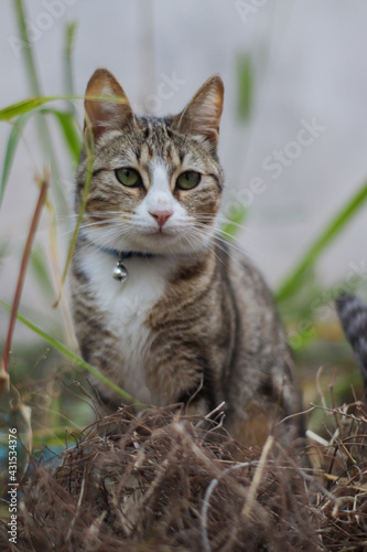 Wallpaper Mural Portrait of a beautiful lovely cat in the grass Torontodigital.ca