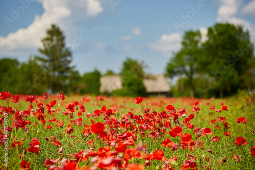 beautiful poppy flower field on a sunny summer day