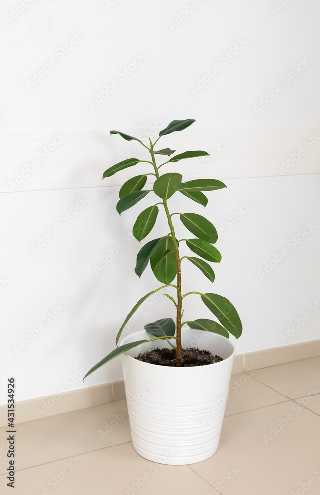 A high ficus in a pot against the white wall stands on the floor of the room.
