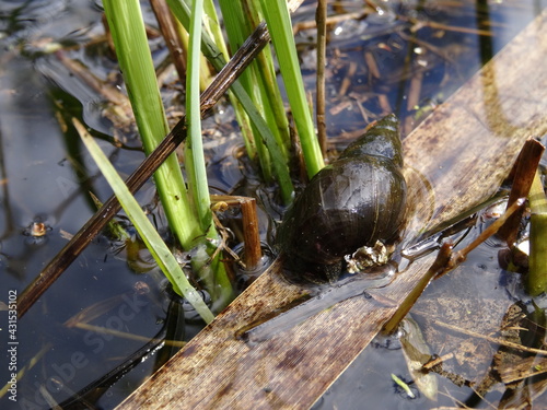 Lymnaea stagnalis, the great pond snail in the water in sunlight. photo