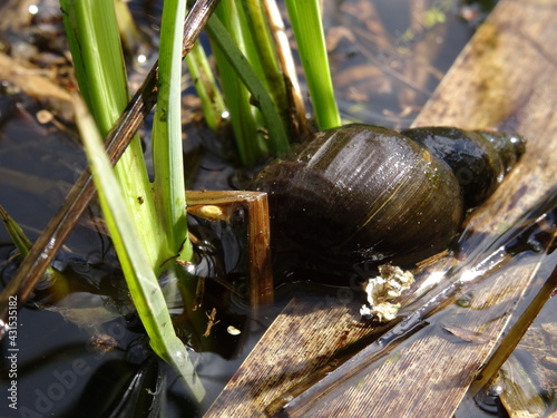 Lymnaea stagnalis, the great pond snail in the water in sunlight.