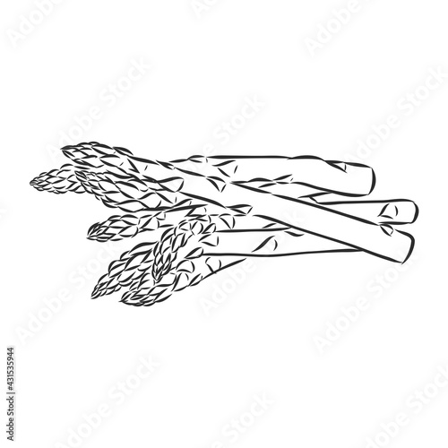 Asparagus cartoon vector asparagus, vector sketch on a white background