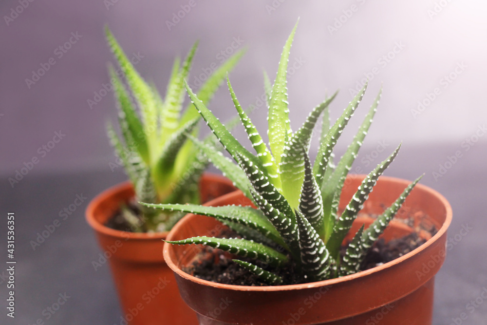 Havortia cactus. Plants for home cultivation. Havortia cactus. Plants for home cultivation.