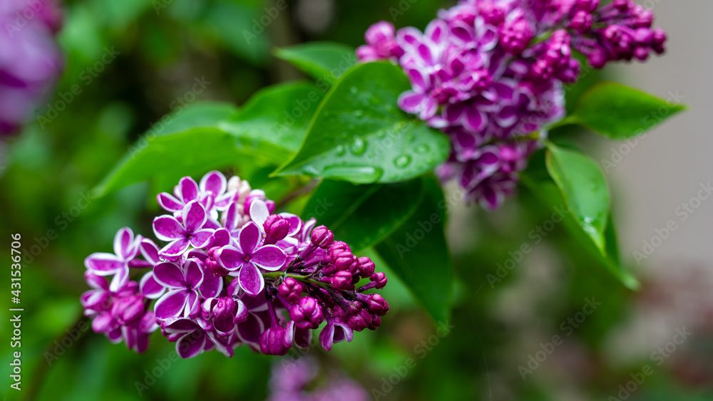 Purple and pink flower in nature