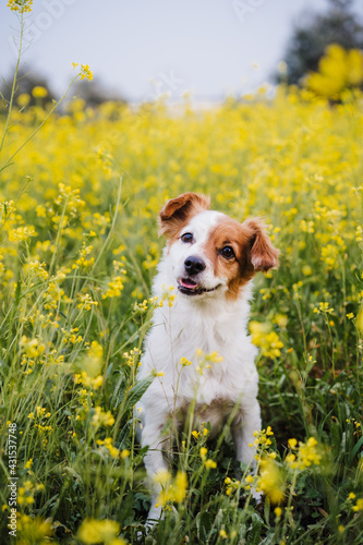 cute small jack russell dog sitting outdoors in yellow flowers meadow background. Spring time  happy pets in nature