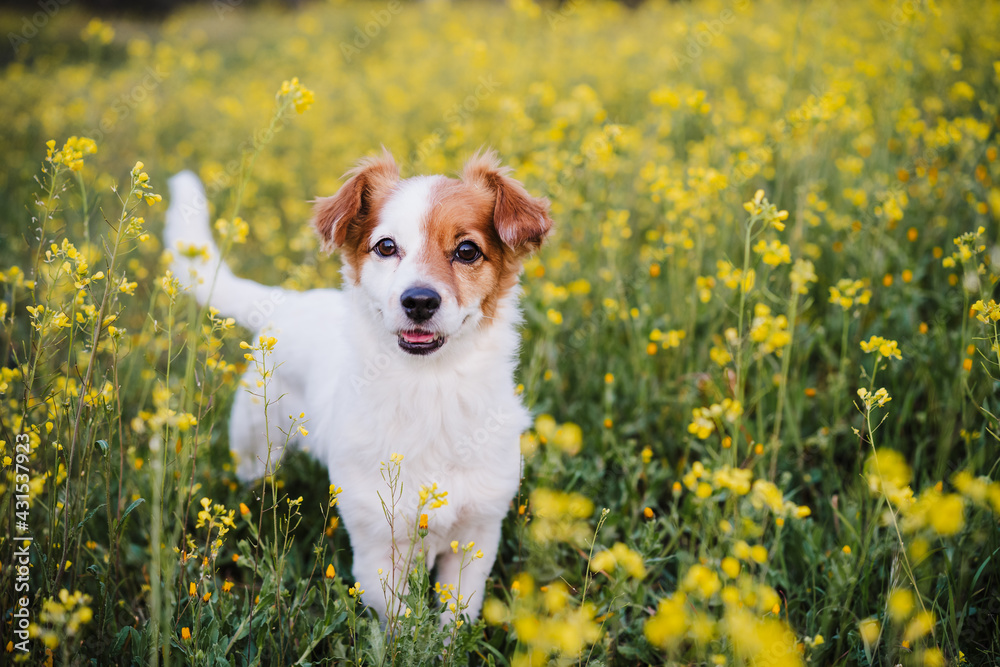 cute small jack russell dog sitting outdoors in yellow flowers meadow background. Spring time, happy pets in nature