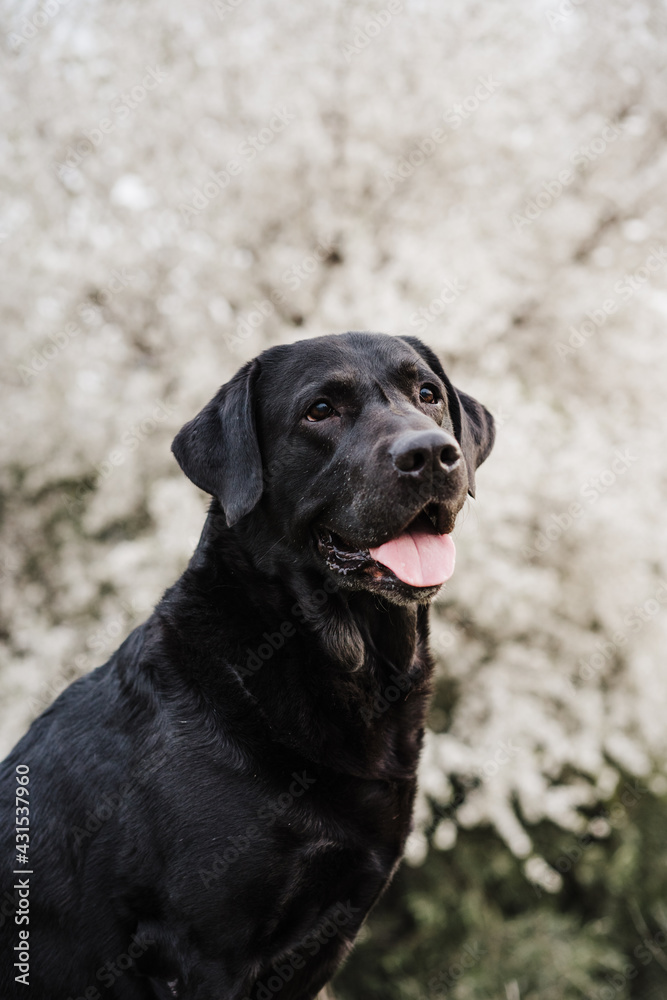 beautiful black labrador sitting outdoors in meadow over white almond tree flowers background. Spring time, happy pets in nature