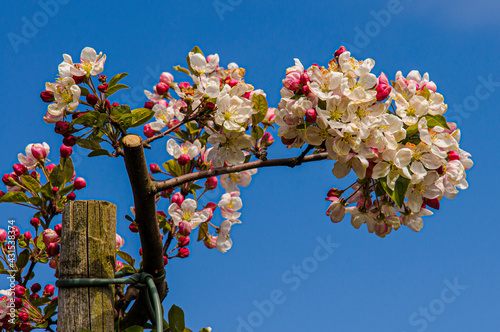 pear blossom photo