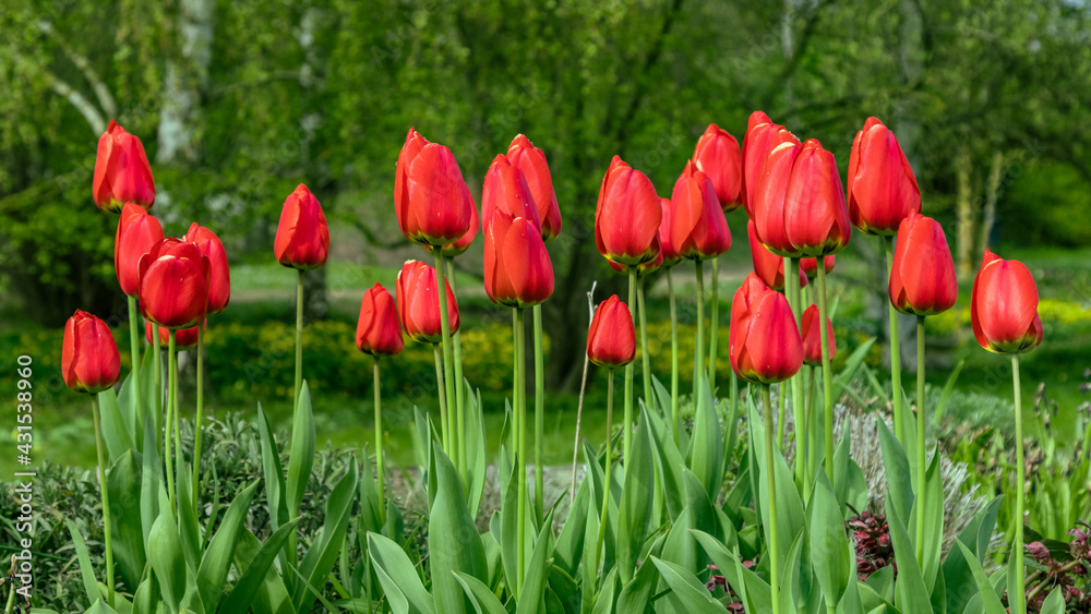Tulpen 3 Tulpen 3