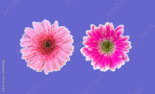 Isolated gerbera flowers with clipping paths.