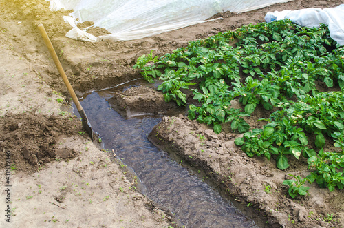 Water flows through an irrigation canal into the rows of a potato plantation. Agriculture industry. Growing crops in late spring using greenhouses. Farming irrigation system. Heavy watering photo