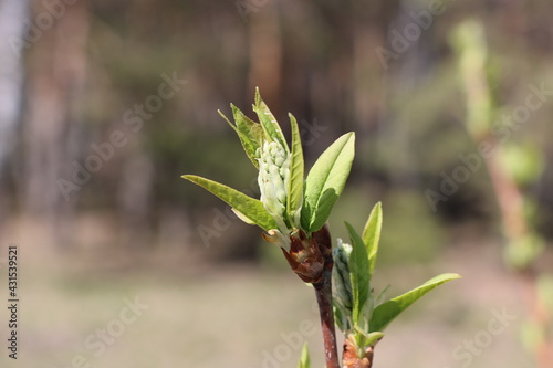Young spring leaves of Bird-Cherry Tree with unblown flower buds. Spring background. Selective focus.