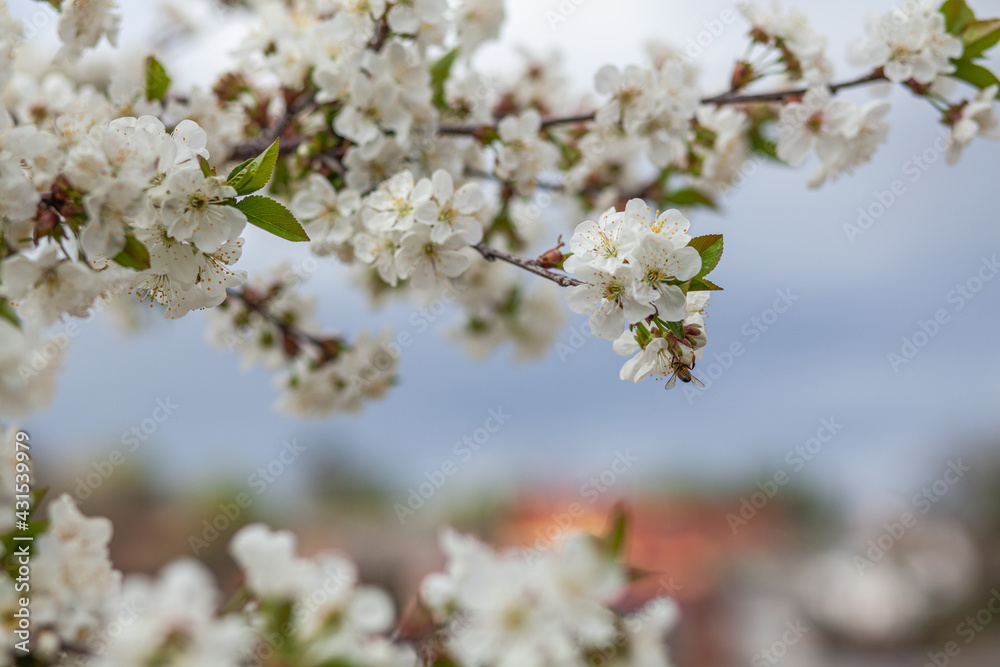 Obraz premium White Cherry Blossom Summer Sky