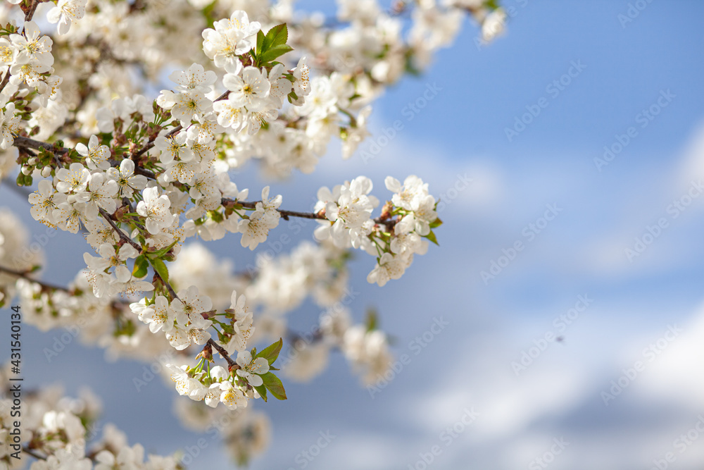 White Cherry Blossom Summer Sky