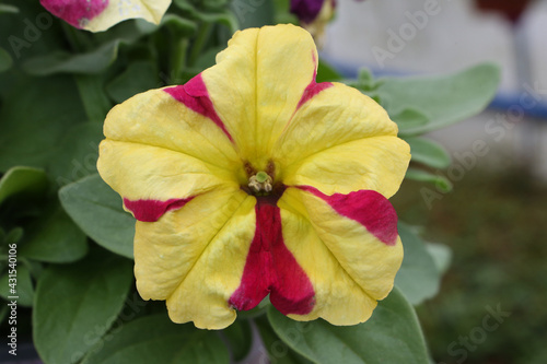 Striped red and yellow flowers of surfinia (ampelous petunia) in garden. Spring flowers. Floral postcard with surfinia. Garden, seasonal gardening. Striped surfinia blossom. Striped bloom of surfinia photo