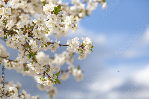 White Cherry Blossom Summer Sky