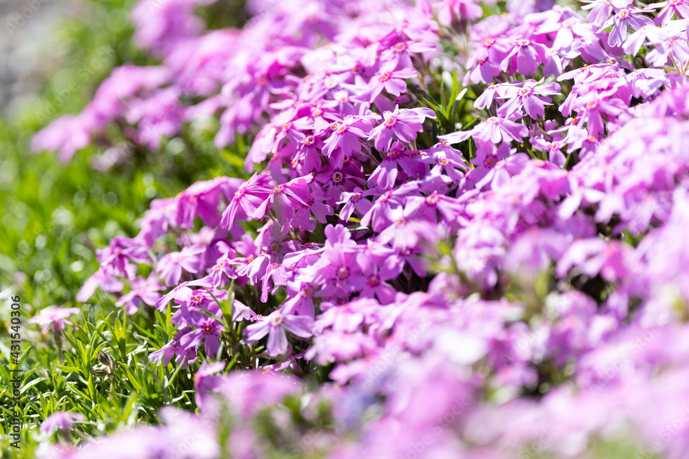 flowers in the garden