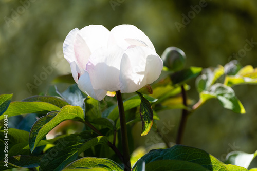 White Peony 