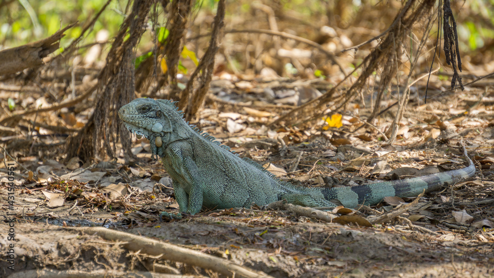 Iguana in riverbank of Brazilian Pantanal Iguana in riverbank of Brazilian Pantanal