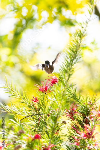 Hummingbird In Flight © Tyrrell