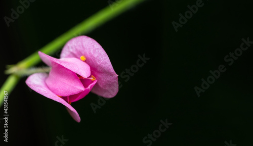Close up macro of beautiful pink flower with copy space isolated on black background. Soft dreamy image. Use as wallpaper. Relaxation and nature concept.