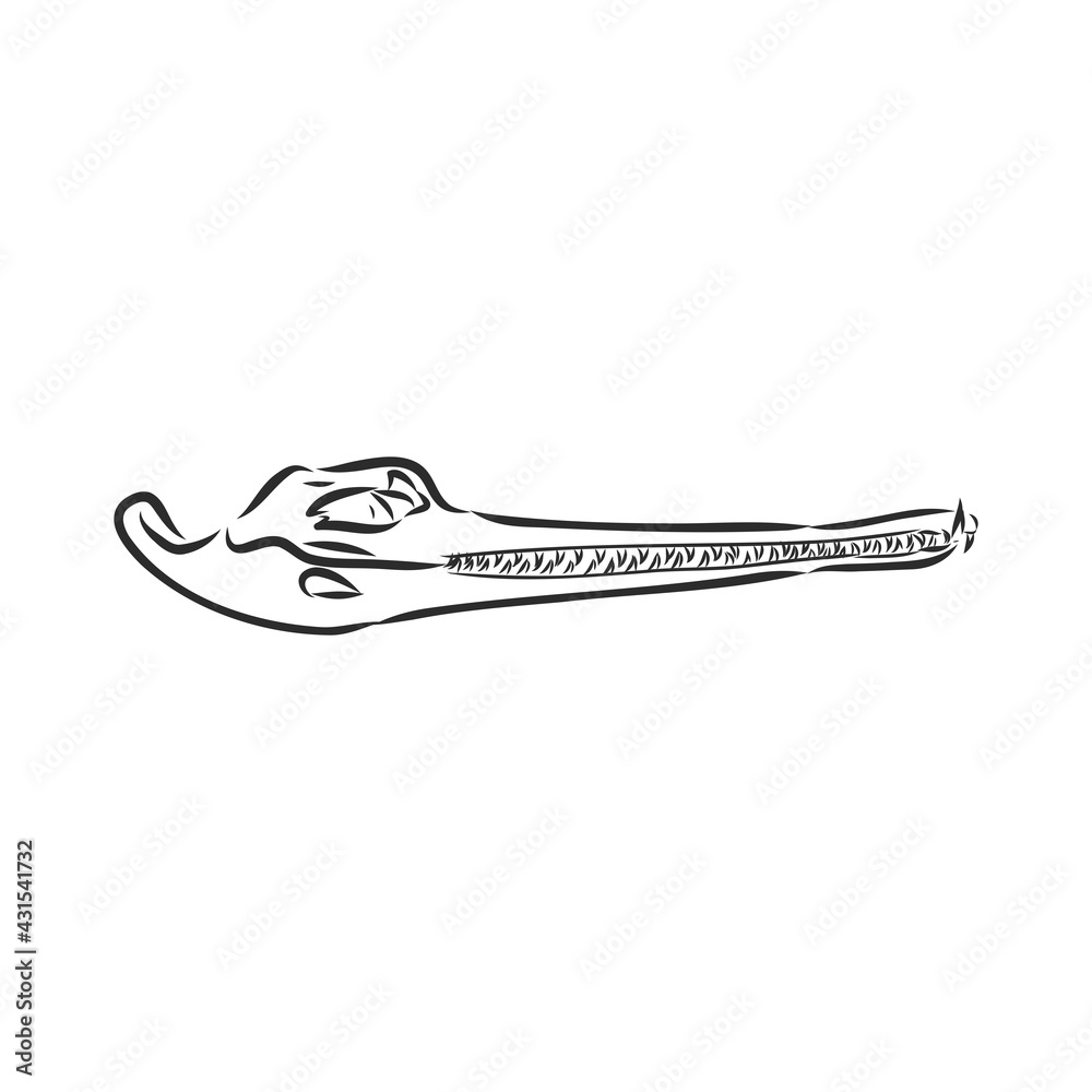 Dinosaur skeleton.Vector Image triceratops skeleton isolated on green background.Can be used as logo. For flat illustrations