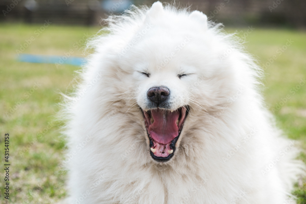 White fluffy Samoyed dog yawning outside on nature