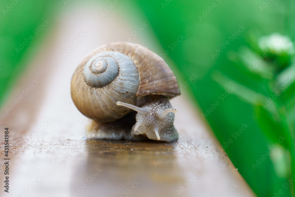 snail crawling along a railway rail on a green blurred background, snail crawling along a railway rail on a green blurred background,