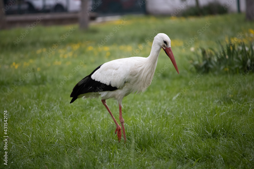 Obraz premium Stork
