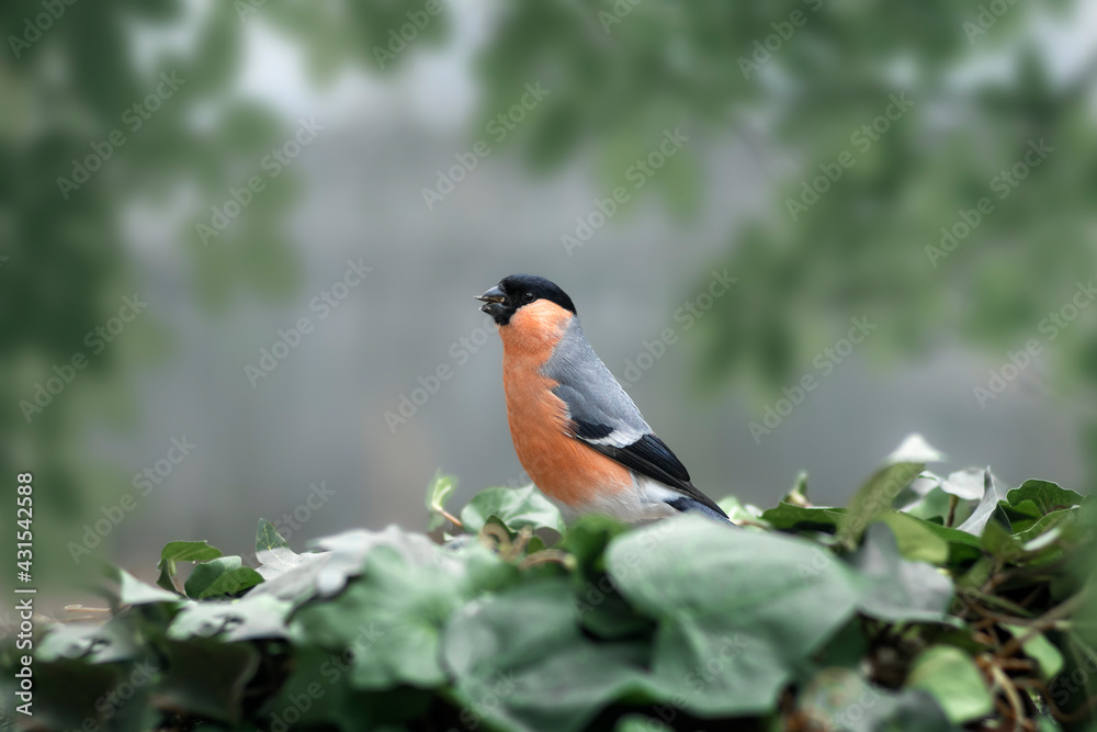 Fototapeta premium bullfinch bird in spring on a branch